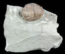 Nice Fossil Gastropod (Cyclonema) - Ohio #57825-2